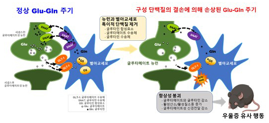 김현준 교수, 항우울·항불안 신약개발 위한 동물모델 제시